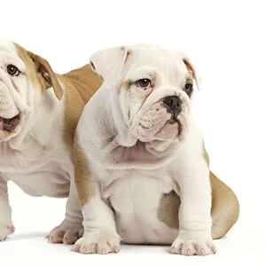 English Bulldog - two puppies