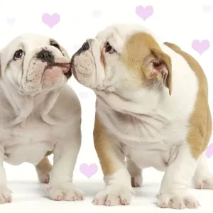 English Bulldog - two puppies kissing Digital Manipulation: hearts to background English Bulldog - two puppies kissing Digital Manipulation: hearts to background
