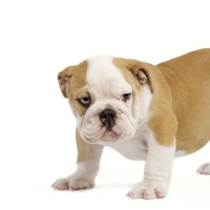 English Bulldog - puppy