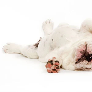 English Bulldog - puppy lying in studio