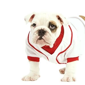 English Bulldog - in studio wearing red & white top