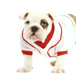 English Bulldog - in studio wearing red & white top