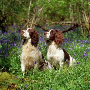 English Springer Spaniel Dogs - in bluebell woodland