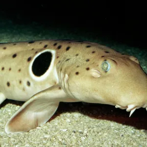 Epaulette Shark Tropical Indo-pacific