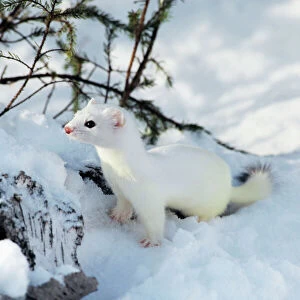 Ermine / Short-tailed Weasel - Winter. Minnesota, Northern USA. MN211