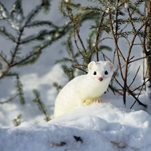 Ermine / Short-tailed Weasel - Winter. Minnesota, Northern USA. MN240