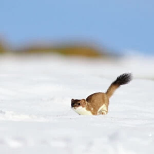 Ermine / Stoat / Short-tailed weasel - running through snow - March - Swiss Jura - Switzerland