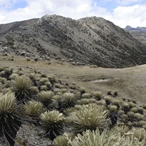 Espeletia timotensis - Frailejone Pico de Aguila, National Parc of Sierra de la Culata, Andes, Venezuela