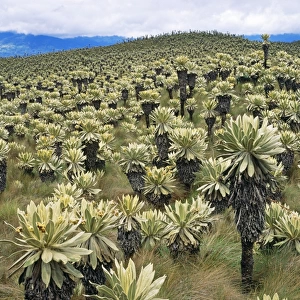 Espeletias - Plants of the Andes. Parmo El Angel, alt 3500m. Ecuador