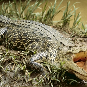 Estuarine Crocodile LA 324 Queensland Australia Crocodilus porosus © J. M. Labat ARDEA LONDON