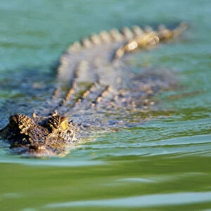 Estuarine Crocodile A medium-sized animal along the Prince Regent River, Kimberley coast, Western Australia