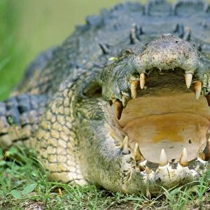 Estuarine / Indo-Pacific / Saltwater Crocodile - With mouth open Northern Australia JPF27146