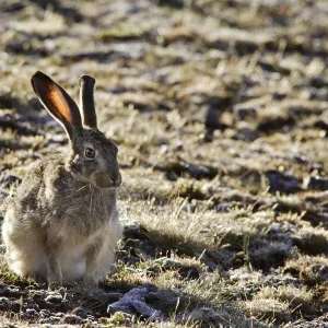 Ethiopian Hare. Bale Mountains - Ethiopia - Africa Lepus fagani