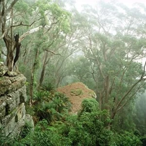 Eucalypt forest in mist, Kangaroo Valley, east slopes of Great Dividing Range, New south Wales, Australia JPF32118