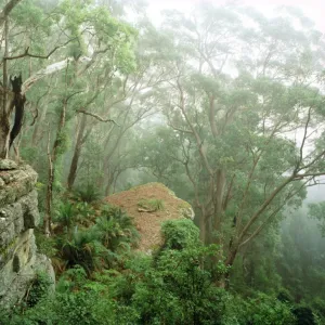 Eucalypt forest in mist, Kangaroo Valley, east slopes of Great Dividing Range, New south Wales, Australia JPF32118