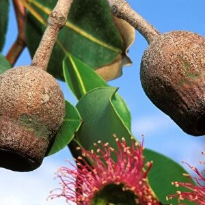 Eucalyptus - fruits