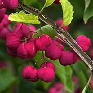 Euonymous phellomanus - fruits of large deciduous shrub, September E. Sussex garden