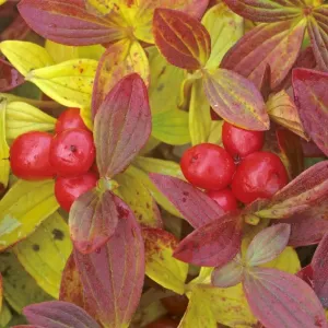 Eurasian Dwarf Cornel with berries and colourful autumn foliage Hardangervidda National Park, Norway Eurasian Dwarf Cornel with berries and colourful autumn foliage Hardangervidda National Park, Norway