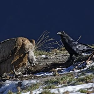 Eurasian Griffon Vulture and common raven (Corvus corax). Ordesa y Monte Perdido National Park - Pyrenees - Spain