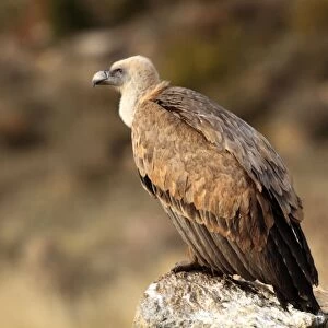 Eurasian Griffon Vulture - at feeding station. Pyrenees - Spain