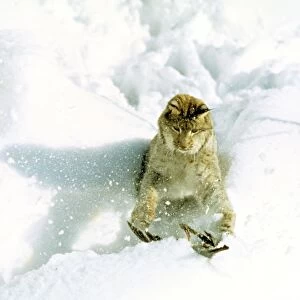 Eurasian Lynx - Catching pigeon prey in snow - Jura Mountains - eastern France JFL00198