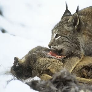 Eurasian lynx - feeding