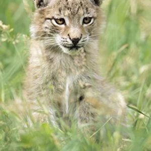 Eurasian Lynx - kitten sitting amongst grass Hessen, Germany