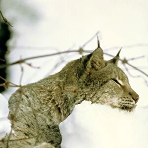 Eurasian Lynx - Lying down in snow - Jura Mountains - eastern France JFL0200