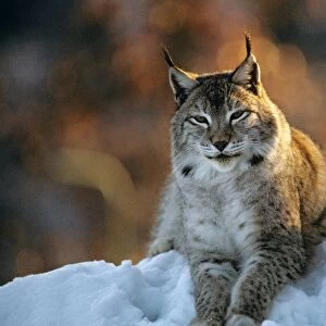 Eurasian Lynx - Lying down in snow - Jura Mountains - eastern France JFL00239