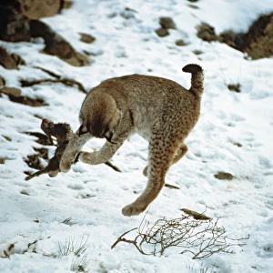 Eurasian Lynx - Playing with rabbit prey in snow - Jura Mountains - eastern France JFL00228