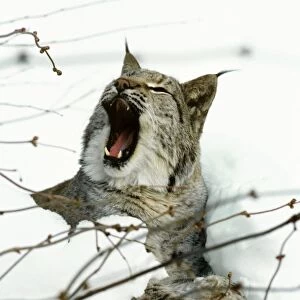 Eurasian Lynx - Yawning in snow - Jura Mountains - Eastern France JFL00020