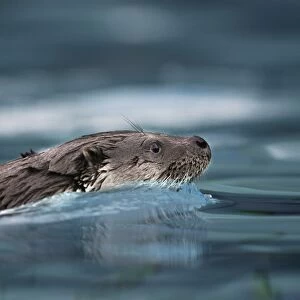 Eurasian otter - swimming. France