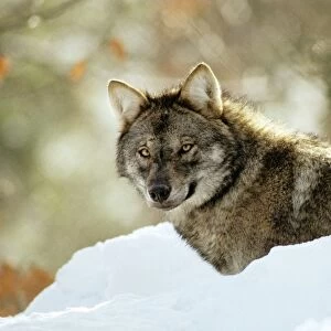 Eurasian Wolf - in snow - Germany JFL17185
