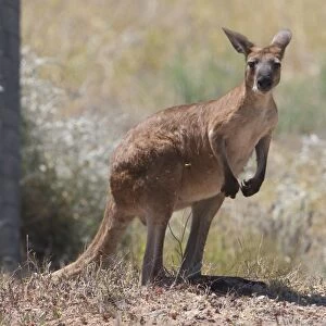 Euro - Inhabits dry rocky areas of inland and western Australia. This subspecies erubescens is known as Euro or Red Wallaroo and the eastern subspecies robustus is called Grey Wallaroo