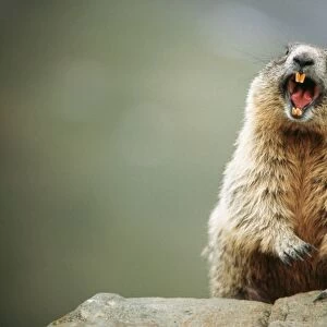 European / Alpine Marmot USH 163 Calling out danger signal Marmota marmota © Duncan Usher / ARDEA LONDON