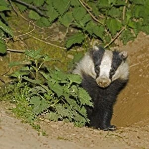 European badger - emerging from sett. Cotswolds UK