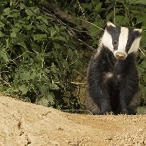 European badger - emerging from sett. Cotswolds UK