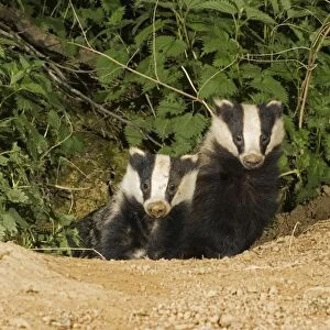 European badgers - two emerging from sett. Cotswolds UK