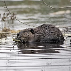 European Beaver - in water. Kuhmo - Finland