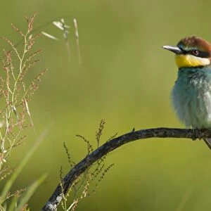 European Bee-Eater - Perched near nest site