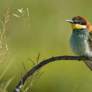 European Bee-Eater - Perched near nest site