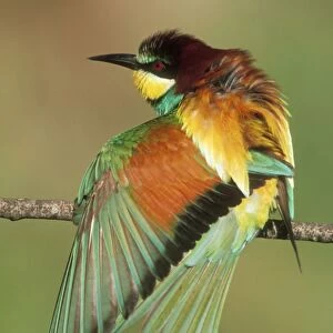 European Bee-eater USH 453 Stretching wing muscles. Merops apiaster © Duncan Usher / ardea. com