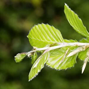 European Beech - close-up of leaves Alsace France