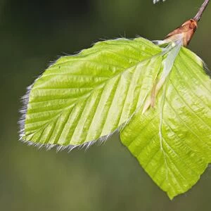 European Beech - leaves