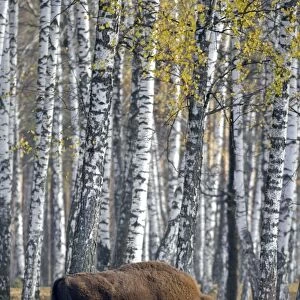 European Bison - adult male - birch forest of Okskii Wildlife Reserve - near Ryazan - central Russia - autumn - September Ok39. 1602