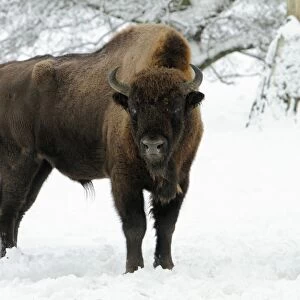 European Bison - bull in snow - Hessen - Germany