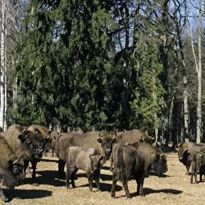 European Bisons - Bialowieza Nature Park - graze and being feed with turnips at the feeding spot in the forest - the herd of bisons comes at the same time to be supplementary fed every day - Belorussia - Spring Bl31. 0531