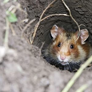 European / Black-bellied Hamster - in burrow. Alsace - France