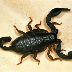 European Black Scorpion - This specimen found in a house in Reading, UK – probably imported in holiday baggage Widespread in southern Europe