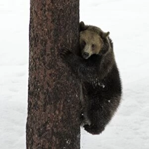 European Brown Bear- young animal climbing tree Bavaria, Germany